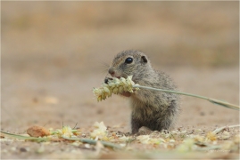 <p>SYSEL OBECNÝ (Spermophilus citellus) --- /European ground squirrel - Europäisches Ziesel/</p>